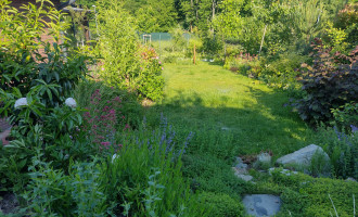jun22_pohlad na les.jpg